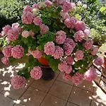 Διαμέρισμα Biserka